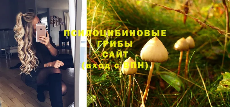 Галлюциногенные грибы Psilocybe  Нефтекумск 